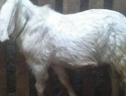 Antisipasi Penyebaran Covid Melalui Binatang, Hewan Qurban Ikut Diperiksa