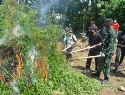 Guna Kepentingan Medis, Pemerintah Perlu Lakukan Kajian Tentang Manfaat Tanaman Ganja