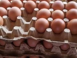 Meski di Tingkat Petermak Anjlok, Harga Telur di Pasar Tetap Stabil