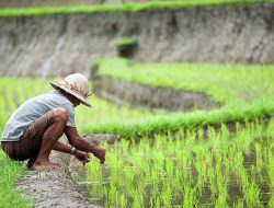 Generasi Milenial Harus Dorong Indonesia Jadi Lumbung Pangan Dunia pada 2045