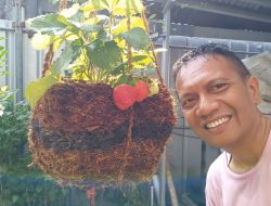 Warga Bekasi Utara Berhasil Budidayakan Strawberi di Lahan Panas