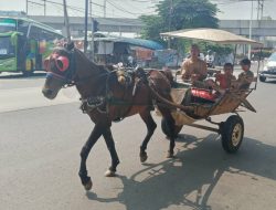 Kusir di Jakarta Wajib Punya SIM Bawa Delman