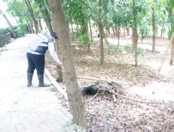 Sesosok Mayat Tanpa Identitas Ditemukan Di Hutan Kota Bekasi