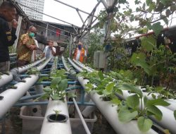 Bangkitkan Ekonomi di Masa Pandemi Melalui Urban Farming