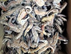 KKP Musnahkan 220 Kilogram Kuda Laut Kering Ilegal