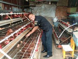 Siasati Harga Telur Tinggi, Warga Bekasi Utara Ternak Ayam Petelur