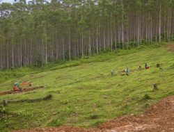 Jokowi akan Tinjau Sejumlah Lokasi Proyek di IKN Nusantara