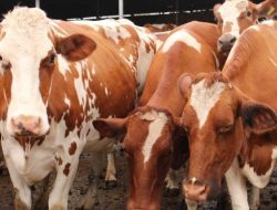 Iedul Qurban: Serial Penguatan Empati Kemanusiaan