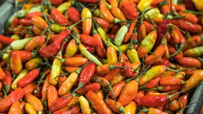 Guyub Rukun Pedagang Cabai Dukung Pemerintah untuk Stabilkan Harga Cabai di Pasaran  