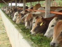 Satgas PMK Laporkan 396.655 Sapi Ternak Telah Divaksinasi