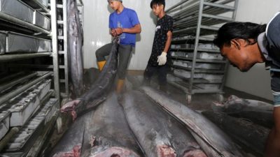 Anggota DPR Minta Program Maluku Lumbung Ikan Jadi Prioritas KKP