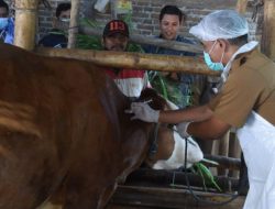 Wali Kota Kediri Minta Warga Tak Takut Konsumsi Daging Kurban
