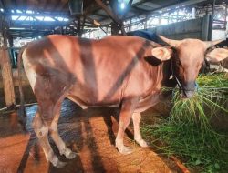 PPSDS Sebut Kenaikan Harga Hewan Qurban Belum Tentu Dirasakan Peternak
