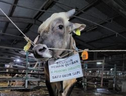 Dapat Sumbangan Satu Ekor Sapi Limosine, Ketum RCBN; Terima Kasih Pak Prabowo