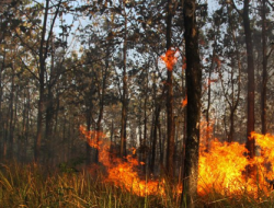 Hutan Jati di Kawasan RPH Cepukan KPH Ngawi Terbakar