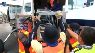 Rohadi Berikan Kesaksian Menarik dalam Kasus Proyek BTS 4G, Pekerja Keras dengan Integritas Tinggi