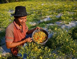 Harga Cabai Rawit Jenis Dewata Naik Drastis di Gorontalo