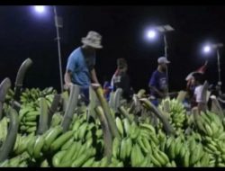 OJK: Pembiyaan Perbankan untuk Komoditas Pisang Masih Rendah