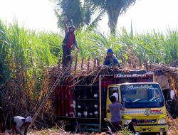 PG Assembagoes Beri Pendampingan Petani Tingkatkan Produktivitas Tebu