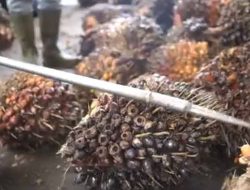 Petani Kuatir Maraknya Penjarahan TBS Sawit Turunkan Pendapatan