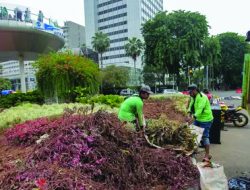 Paska Perayaan Malam Tahun Baru,Tanaman di Kawasan Bundaran HI Rusak