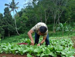 Wow! Nara Puncak Terapkan Sistem Integrated Farming Pada Pertanian Sayur di Bogor