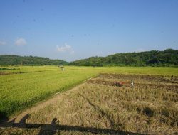 Anomali Harga Gabah di Musim Kemarau, BPS: Harga di Tingkat Petani dan Penggilingan Turun