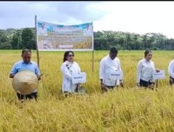 Komitmen Dukung Petani, Bupati Rote Hadiri Panen Raya