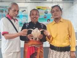 PHMB Bersama Yayasan Hindu Bali Lepas Puluhan Ekor Tukik