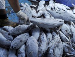 Ikan Tuna Utuh Diekspor Berpuluh Tahun, Negara Rugi Ratusan Triliun: Celah Kode HS 03034300 Menguji Kepemimpinan Purbaya