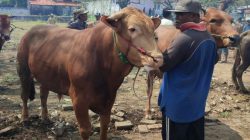 APDI Mogok Jualan, PPSDS: Kalau di Jabodetabek sudah mulai gejolak, daerah lain akan mengikuti