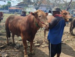 APDI Mogok Jualan, PPSDS: Kalau di Jabodetabek sudah mulai gejolak, daerah lain akan mengikuti