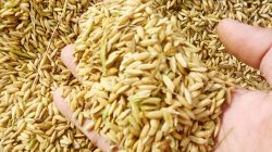 Bulog dan Kebijakan Pengadaan Gabah Semua Kualitas 2026