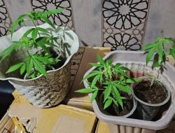 Tanam Pohon Ganja, Oknum Relawan SPPG di Sukabumi Ditangkap Satnarkoba Polres Sukabumi Kota