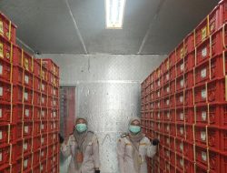 Jelang Imlek, Ekspor Manggis Bali ke Tiongkok Meningkat Signifikan