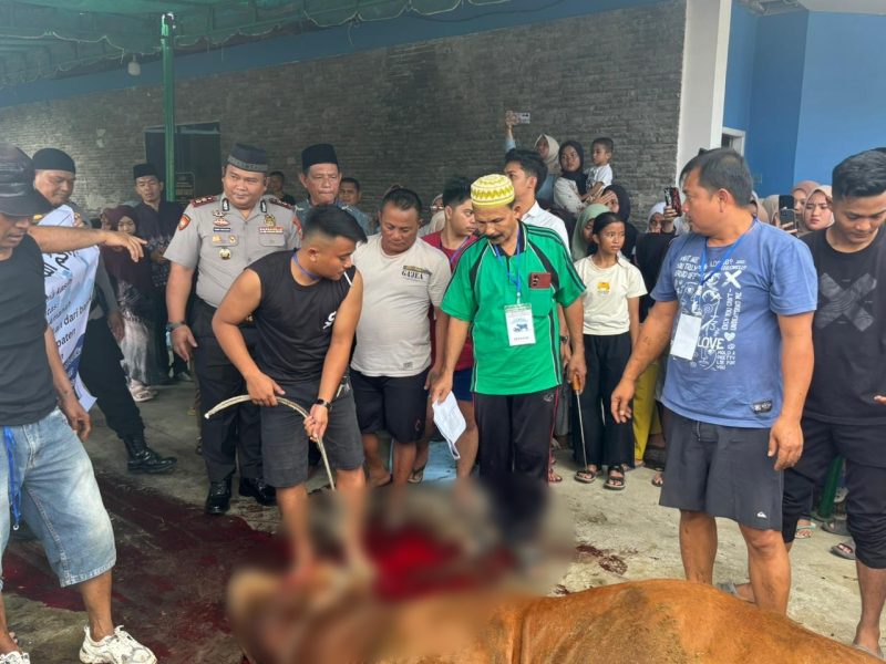 Proses penyembelihan hewan kurban di Nias Selatan