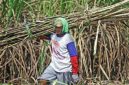 Petani tebu (Sumber foto: Antaranews)
