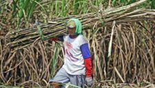 Petani tebu (Sumber foto: Antaranews)