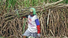 Petani tebu (Sumber foto: Antaranews)