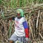 Petani tebu (Sumber foto: Antaranews)