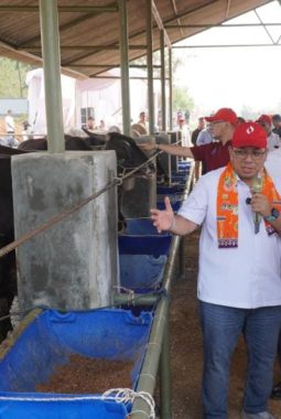 Perumda Dharma Jaya Kembangkan Kawasan Ciangir sebagai Pusat Penggemukan Sapi Terintegrasi