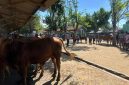 Pedagang sapi di Jawa Timur (Ist)