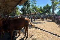 Pedagang sapi di Jawa Timur (Ist)