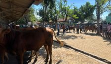Pedagang sapi di Jawa Timur (Ist)