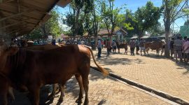 Pedagang sapi di Jawa Timur (Ist)