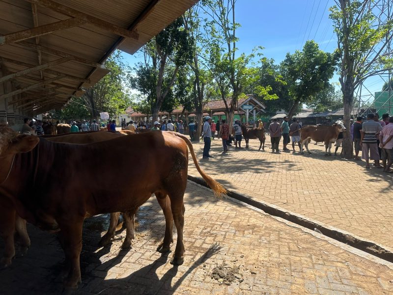 Pedagang sapi di Jawa Timur (Ist)