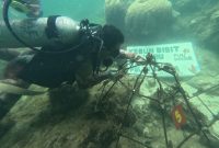 Proses penanaman terumbu karang untuk konservasi alam di Pulau Sabira.