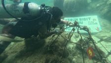 Proses penanaman terumbu karang untuk konservasi alam di Pulau Sabira.