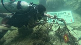 Proses penanaman terumbu karang untuk konservasi alam di Pulau Sabira.