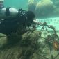 Proses penanaman terumbu karang untuk konservasi alam di Pulau Sabira.